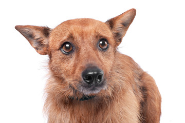 Portrait of an adorable mixed breed dog