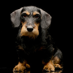 Studio shot of an adorable Dachshund