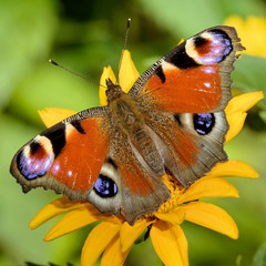 Naklejka premium Tagpfauenauge