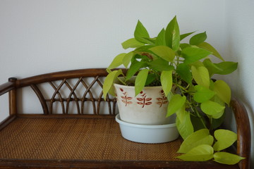 箪笥の上の植物