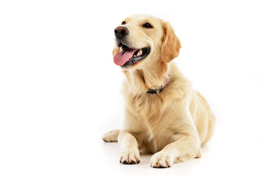 Studio Shot Of An Adorable Golden Retriever Puppy