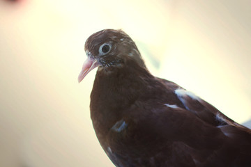 brown dove close up