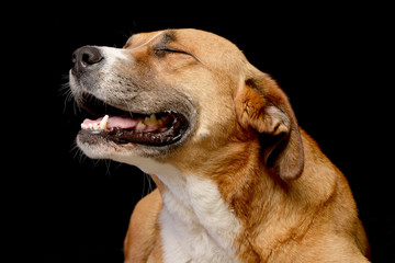 Portrait of an adorable Staffordshire Terrier