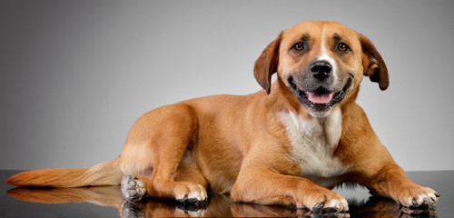 Studio shot of an adorable Staffordshire Terrier