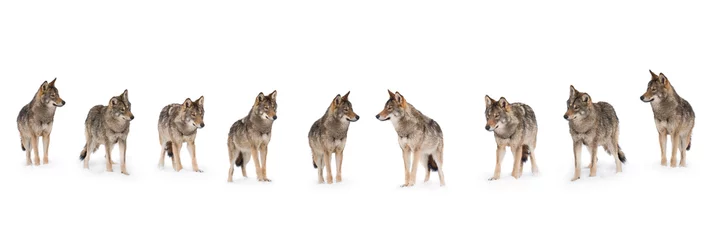 Deurstickers roedel wolven © fotomaster