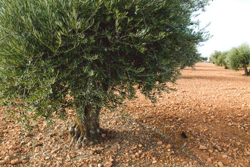 Sustainable plantation of olive trees in Castilla La Mancha, Spain