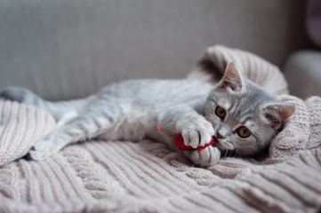 little cat with a heart in its paws