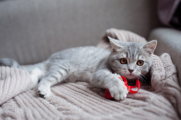 little cat with a heart in its paws