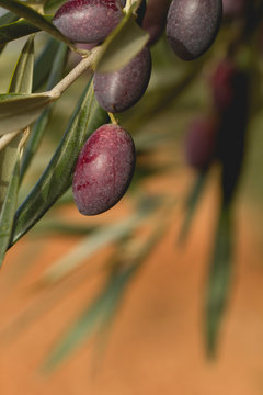 Picual olive fruits close up