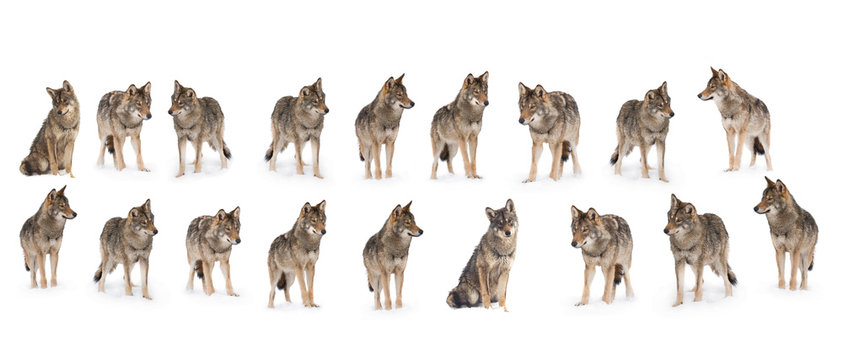 pack of wolves © fotomaster