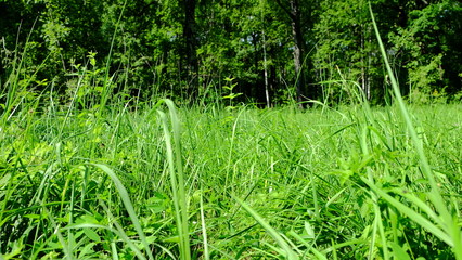 green grass in the forest