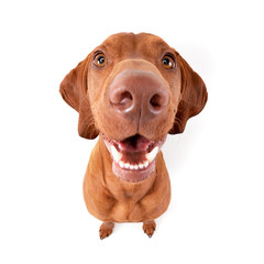 Wide angle shot of an adorable Hungarian vizsla