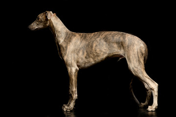 Fototapeta na wymiar Studio shot of an adorable Greyhound