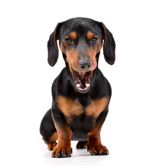 Studio shot of an adorable Dachshund