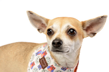 Portrait of an adorable Chihuahua