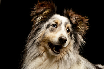 Portrait of an adorable Border collie puppy