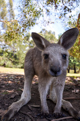 Fototapeta premium Cool kangaroo in Tasmania, Australia