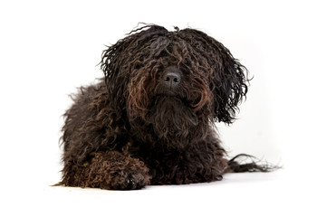 Studio shot of an adorable Puli