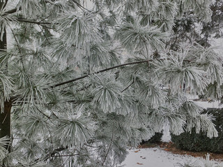 A branch of pine with snow-covered needles. White fluffy frost on numerous needles gives the pine a fabulously magical look. Nature concept for design.