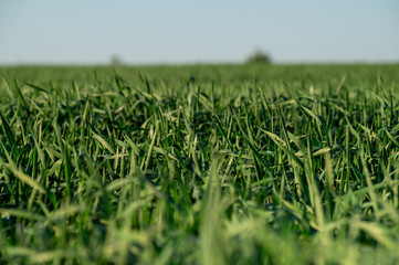 Boundless green wheat field