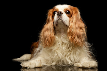 Studio shot of an adorable American Cocker Spaniel