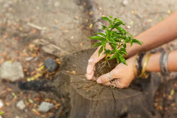 Hand hold little plant put on dry dead stump prepare for planting,save and care world,reduce global warming.