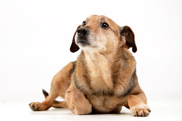 Studio shot of an adorable mixed breed dog