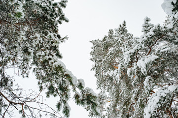 Traveling and recreation. Fairytale winter pine forest with snow covered trees. Colorful outdoor scene.