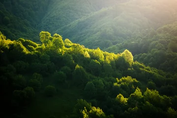 Papier Peint photo Nature Magical woods in the morning sun. Fairy forest in springtime.