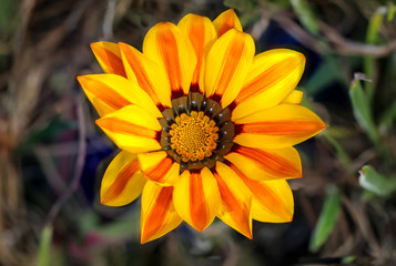 Gazania - Mittagsgold blühend