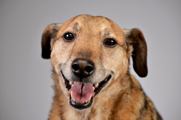 Portrait of on adorable mixed breed dog
