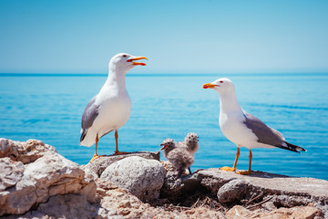 Bird's Nest on the Atlantic ocean. Unique pictures of wildlife.