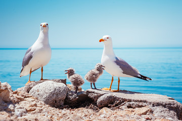 Bird's Nest on the Atlantic ocean. Unique pictures of wildlife.