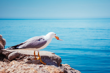 Fototapeta premium Bird's Nest on the Atlantic ocean. Unique pictures of wildlife.