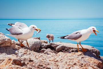 Bird's Nest on the Atlantic ocean. Unique pictures of wildlife.