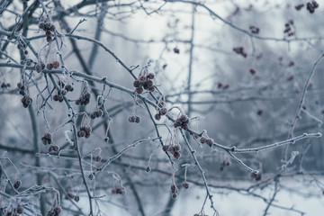Apple tree in the frost