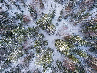 aerial view of the winter snow forest of Karelia 