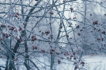 Apple tree in the frost