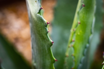 Fototapeta na wymiar Agave plant close up.