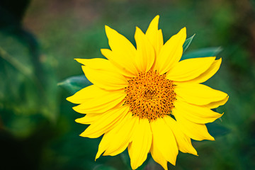 One closeup sunflower on green background.