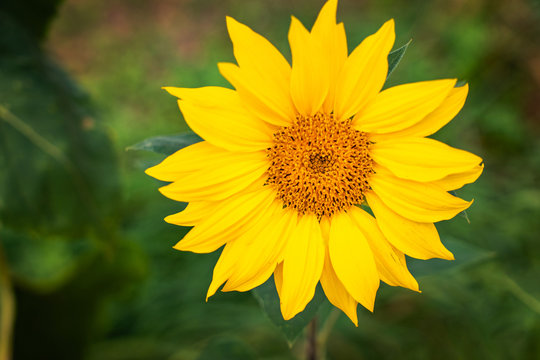 One closeup sunflower on green background.