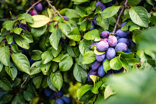 The fruits of blackthorn (Prunus spinosa). Prunus spinosa berries ready for harvest.