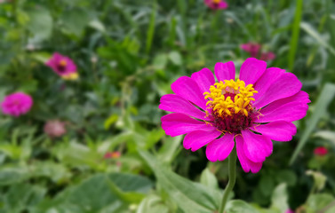 Pink flower