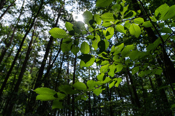 Sun dramatically casting intense rays through a large trees. Summer day inside a deep forest.