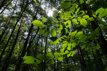 Obraz premium Sun dramatically casting intense rays through a large trees. Summer day inside a deep forest.