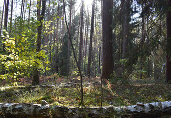 Fototapeta premium Beautiful forest landscape.