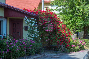 house in flowers and greenery on a summer day