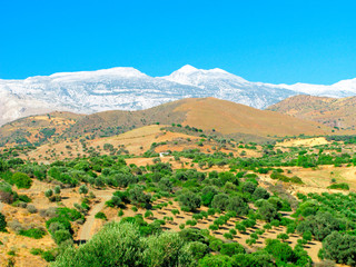 Fototapeta premium Picturesque landscape with green olive trees, yellow hills and mountain peaks in the snow. Greece, Crete. Mountain landscape of inland areas of the island.