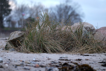 Strandgras im Herbst