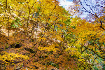 鮮やかな紅葉の木